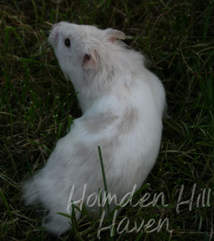 Mirage- Silver Dove Tortoiseshell and White (Banded) Longhaired